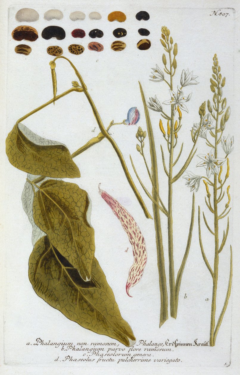 Phalangium uit Johann Wilhelm Weinmann
