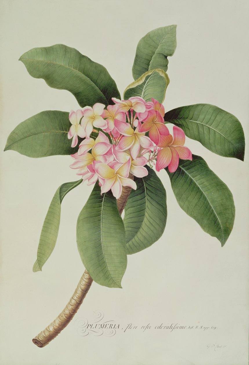 Plumeria door Georg Dionysius Ehret