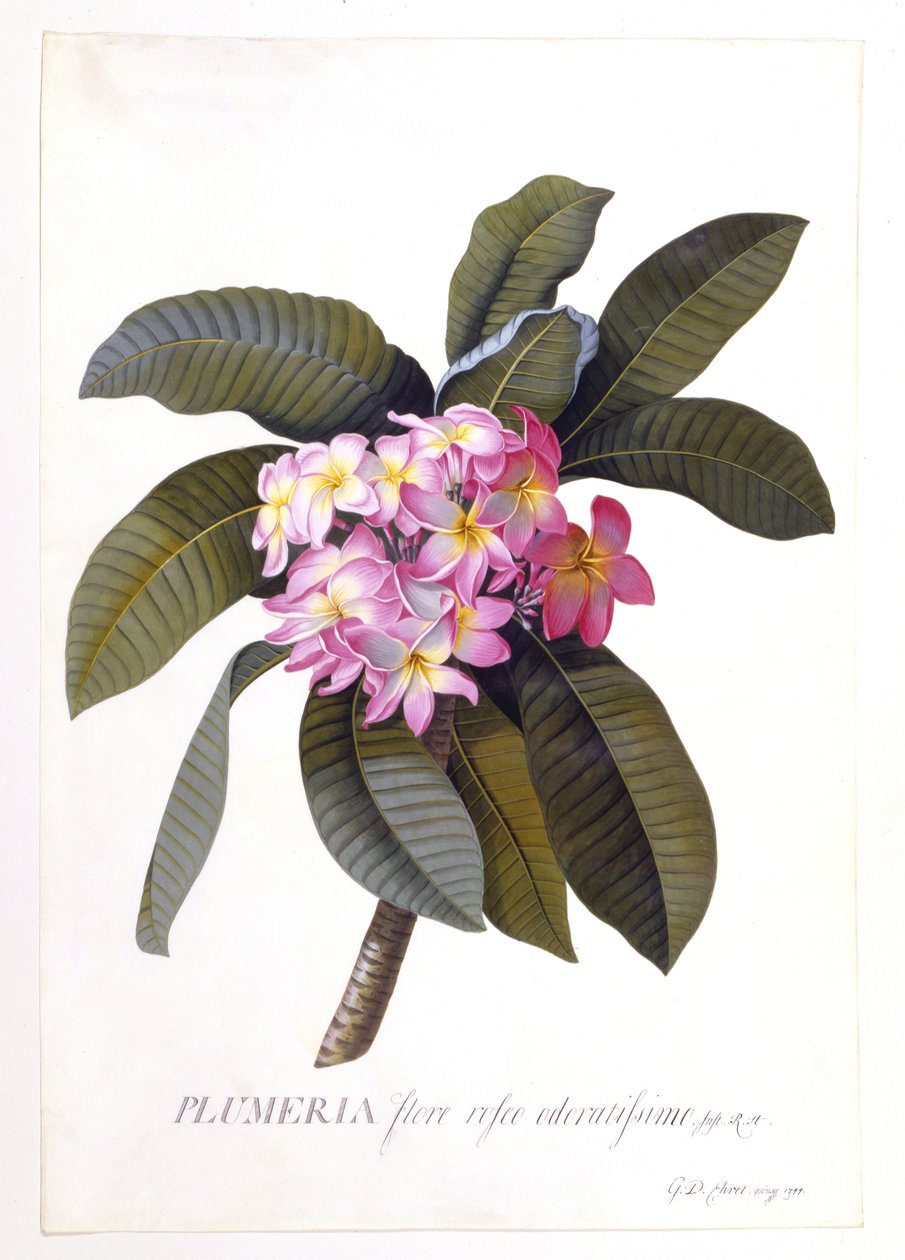 Plumeria, ca. 1744 door Georg Dionysius Ehret