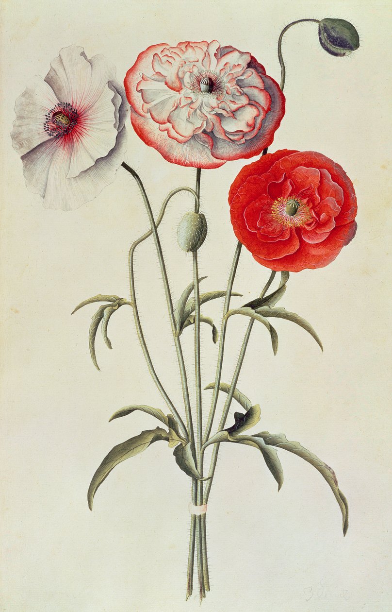 Klaprozen: Korenbloem (Papaver Rhoeas) door Georg Dionysius Ehret