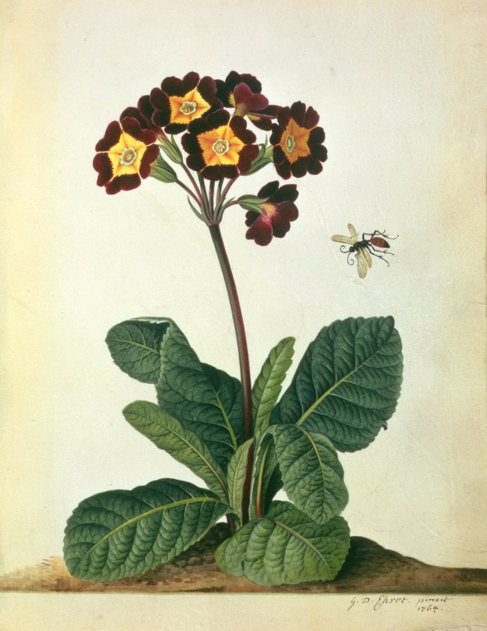 Primulaecae: een Bloeiende Polyanthus met een Vliegend Insect, 1764 door Georg Dionysius Ehret