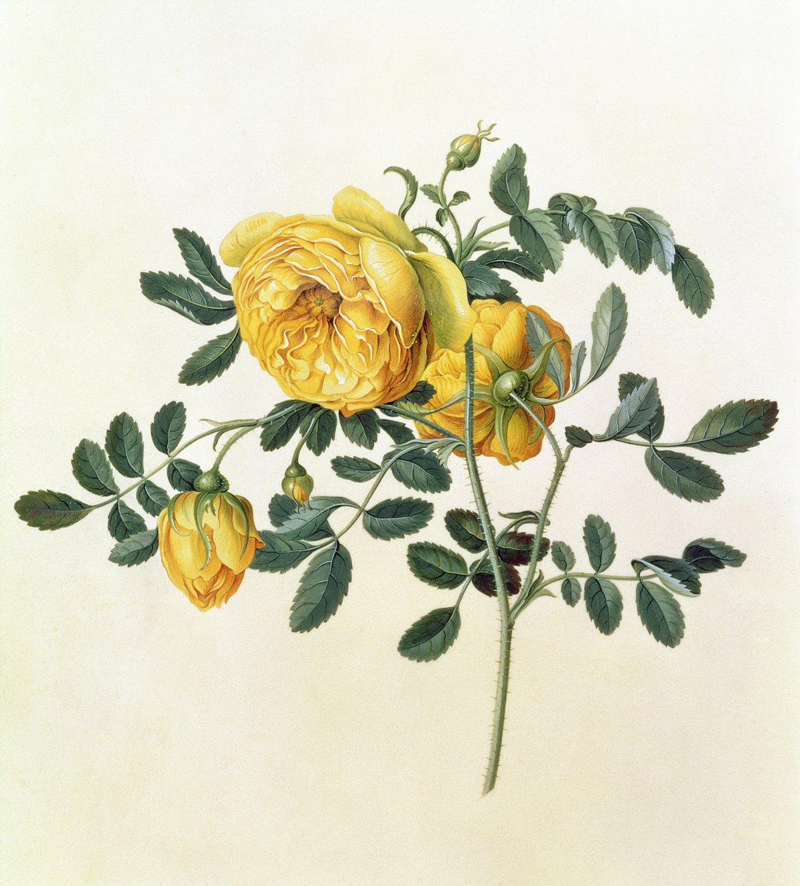 Rosa hemispherica, 18e eeuw door Georg Dionysius Ehret
