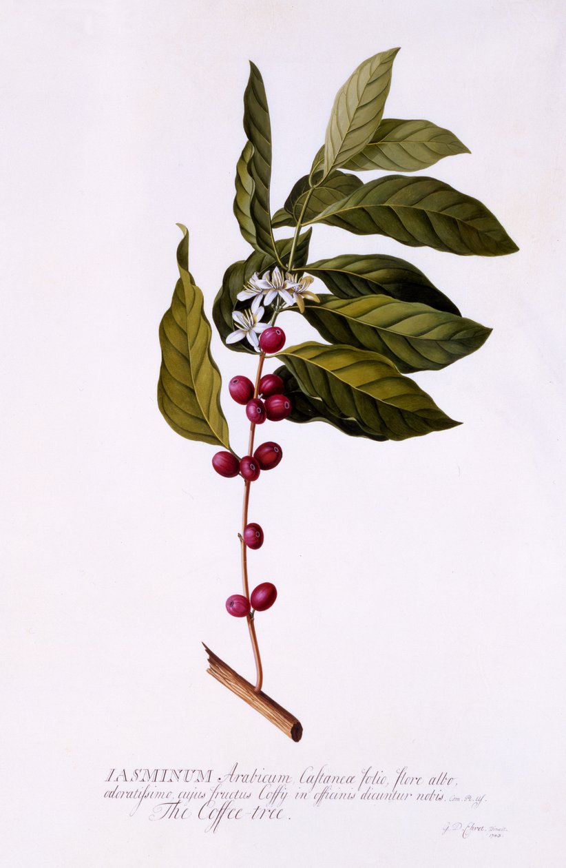 De Koffieboom, ca. 1743 door Georg Dionysius Ehret