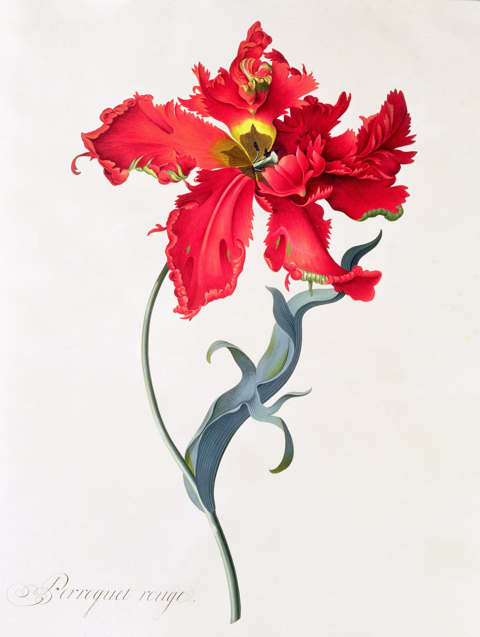 Tulp: Perroquet Rouge door Georg Dionysius Ehret