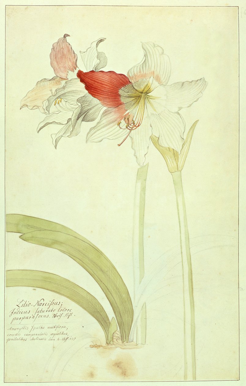 Amaryllis: Lilio-Narcissus, Indicus door Georg Dionysius Ehret