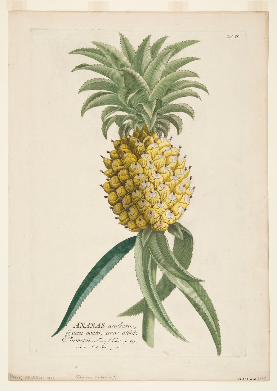 Ananas sativus, Ananas. door Georg Dionysius Ehret