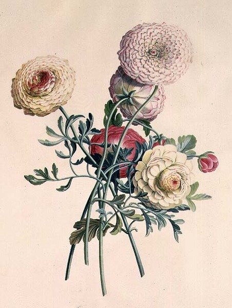 Asters door Georg Dionysius Ehret