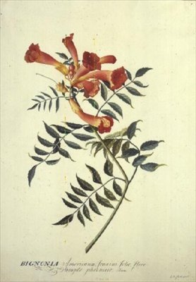 Bignonia americana, aquarel door Georg Dionysius Ehret