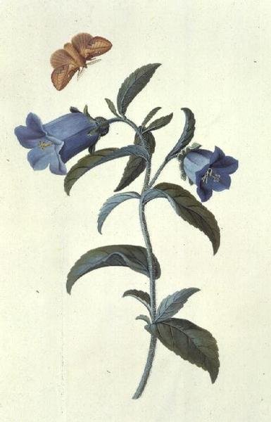 Canterbury Klokje (Campanula) door Georg Dionysius Ehret