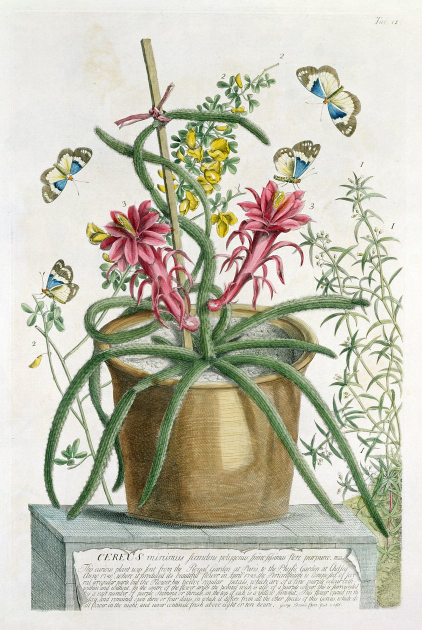 Cereus Minimus, c.1745 door Georg Dionysius Ehret