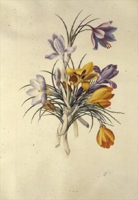 Krokus door Georg Dionysius Ehret