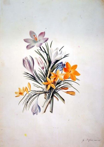 Krokusbos door Georg Dionysius Ehret