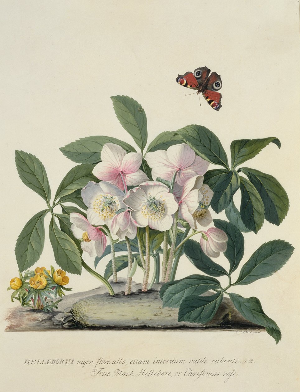 Helleborus Niger door Georg Dionysius Ehret