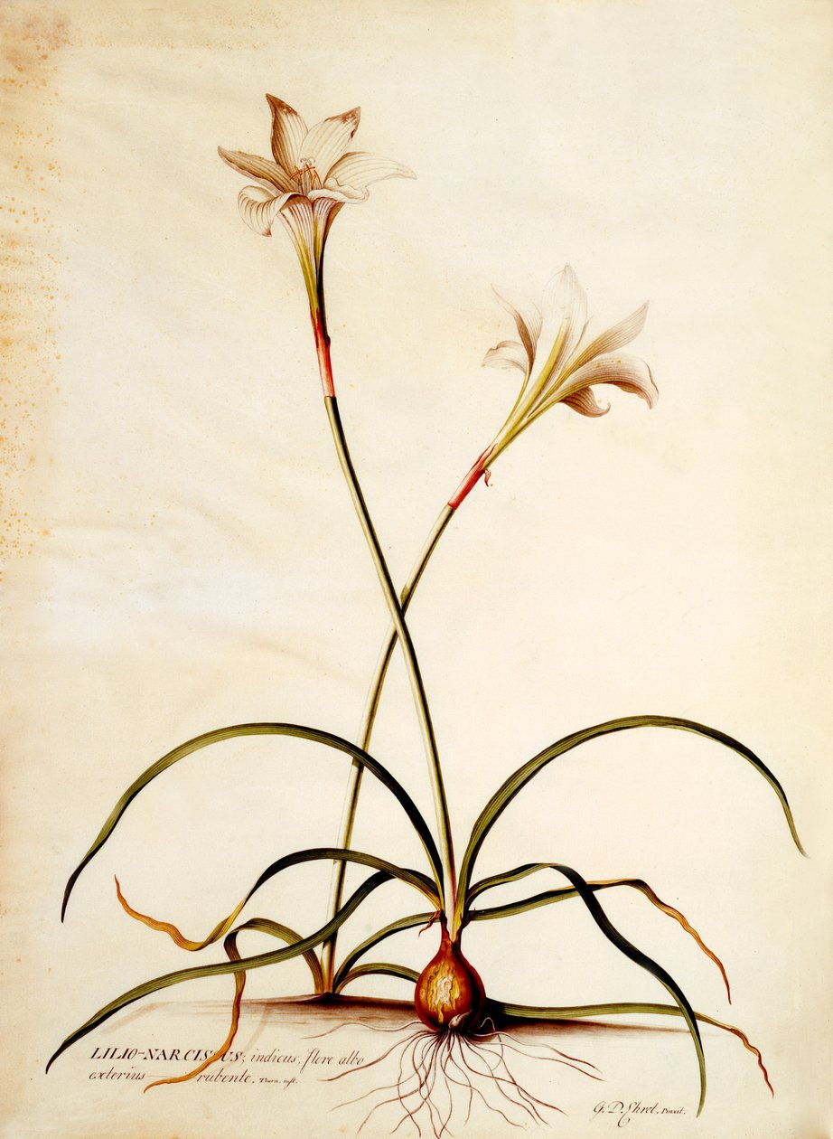 Lilio Narcissus, c.1745 door Georg Dionysius Ehret