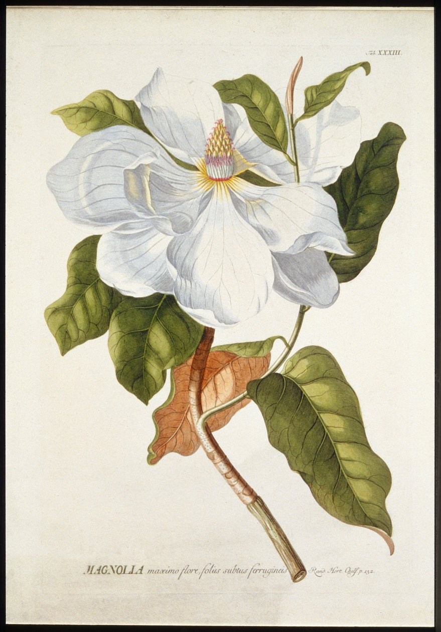 Magnolia Maxime Flore, ca. 1740-1770 door Georg Dionysius Ehret