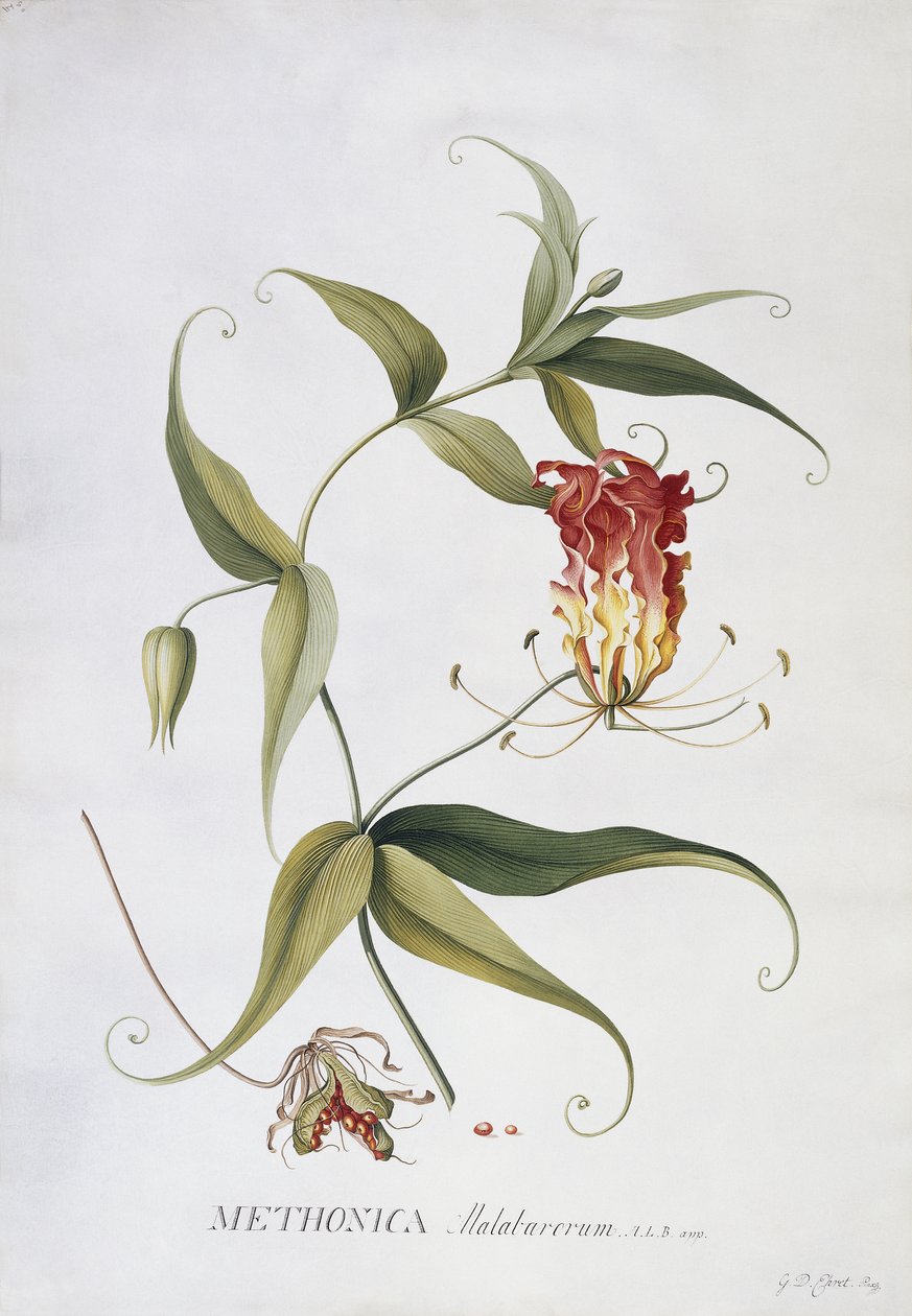 Methonica door Georg Dionysius Ehret