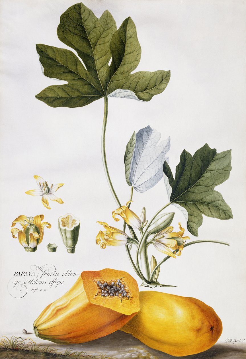 Papaja door Georg Dionysius Ehret