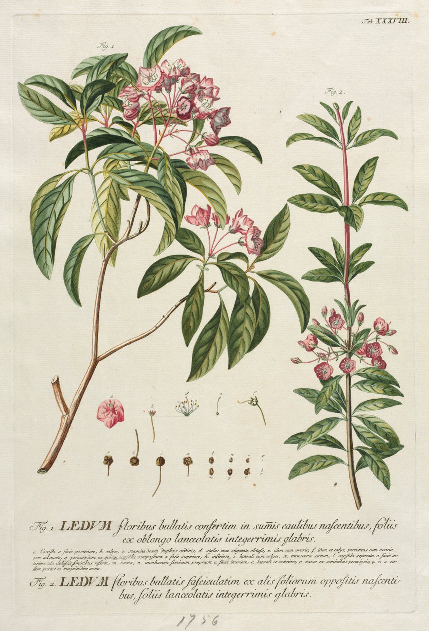 Plantae Selectae: Nr. 38 door Georg Dionysius Ehret