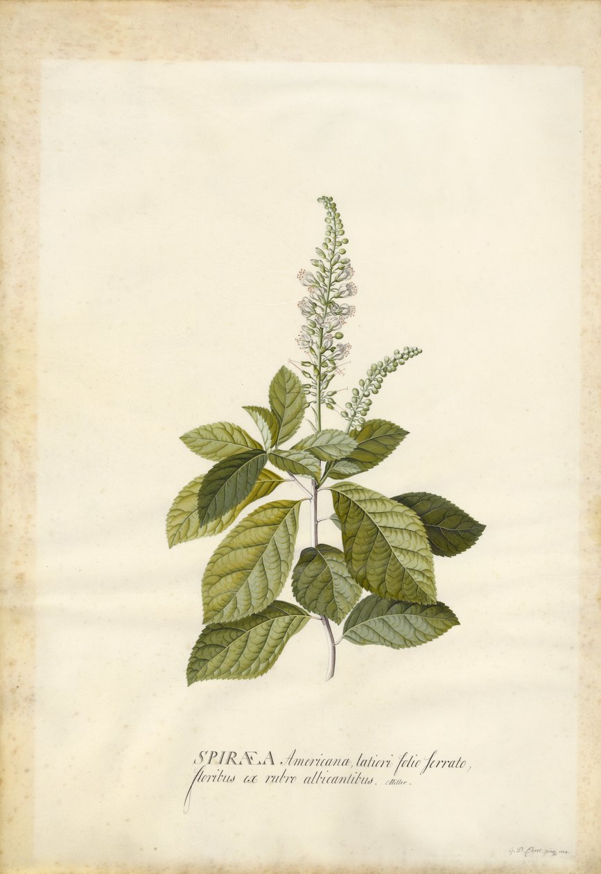 Spiraea door Georg Dionysius Ehret