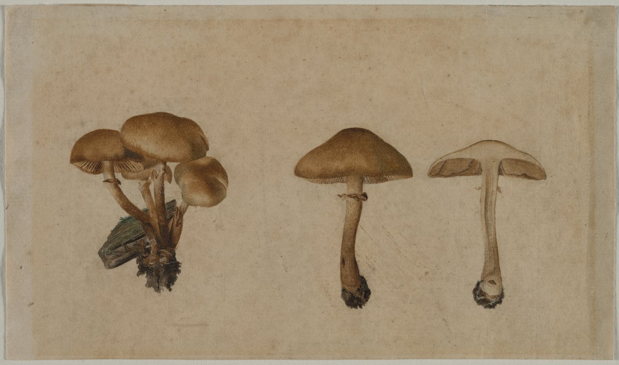Paddenstoelen door Georg Wilhelm Baurenfeind