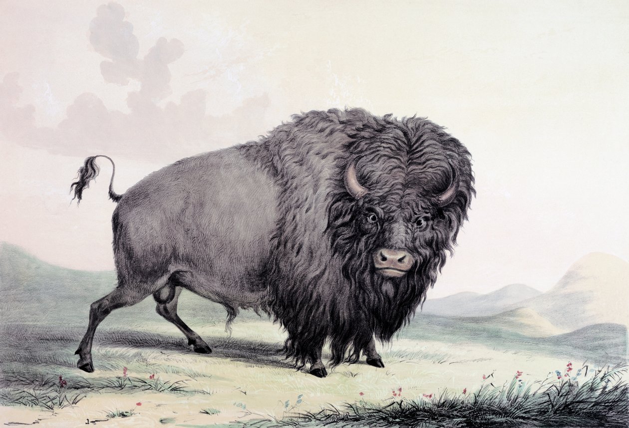Een grazende buffelstier door George Catlin