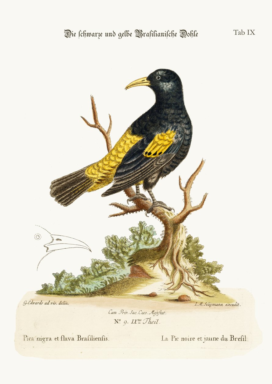 De zwarte en gele kraai van Brazilië, 1749-73 door George Edwards