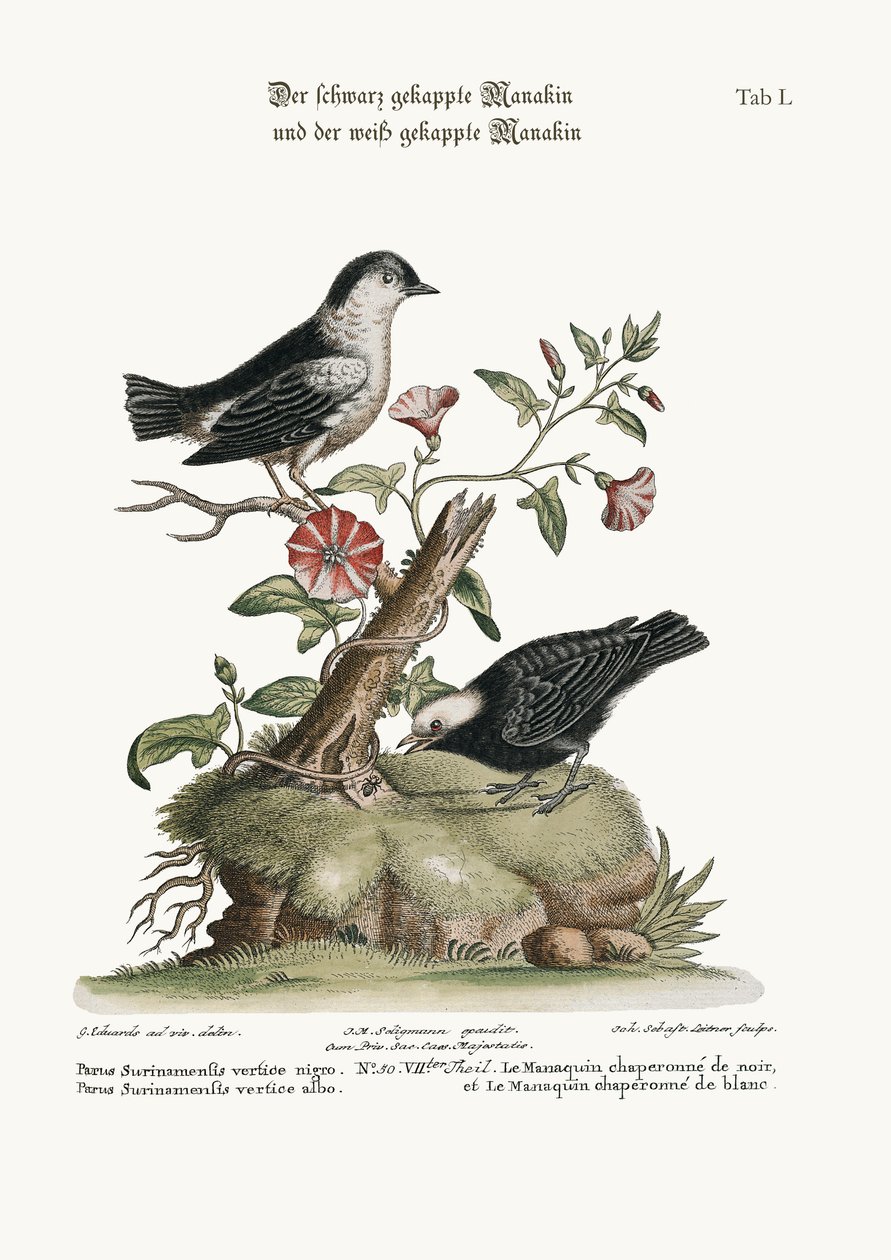 De zwartkapmanakin en de witkapmanakin, 1749-73 door George Edwards