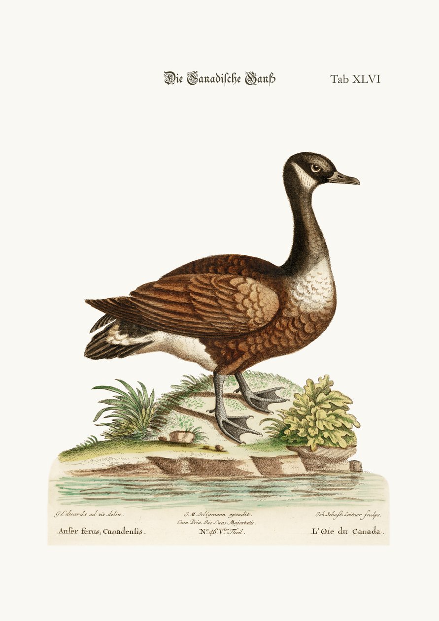 De Canadese Gans, 1749-73 door George Edwards