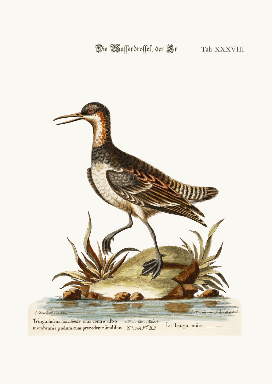 De Cock Coot-footed Tringa, 1749-73 door George Edwards