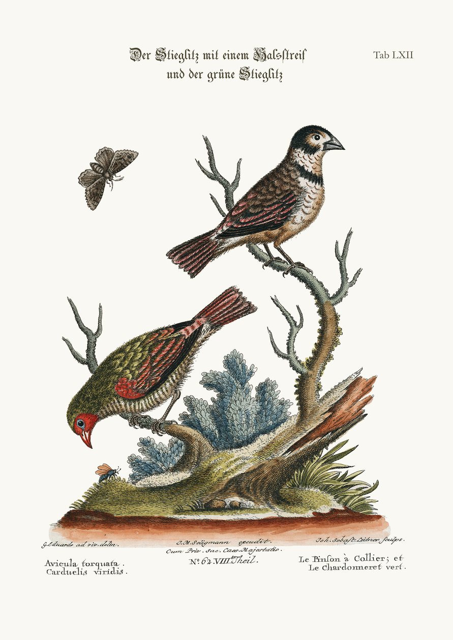 De Gekraagde Vink en de Groene Goudvink, 1749-73 door George Edwards