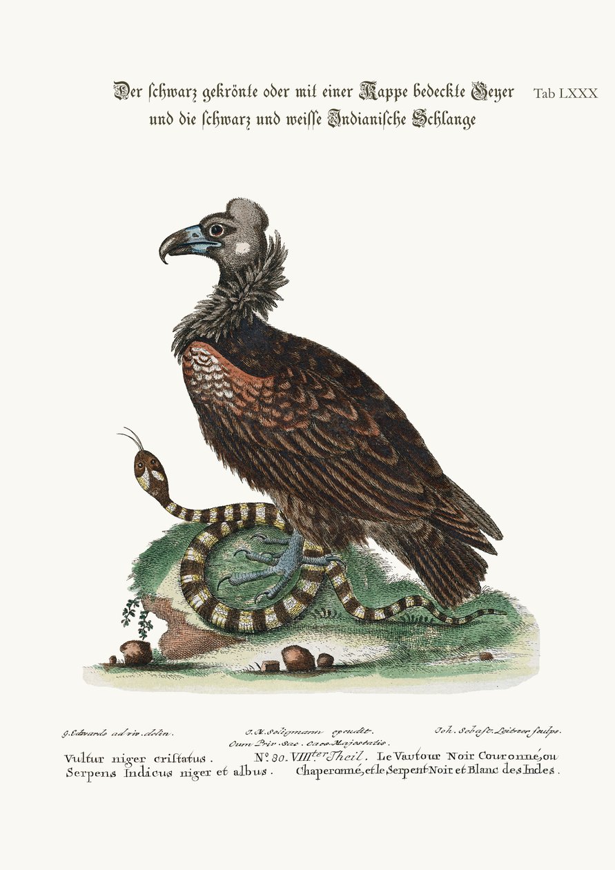 De gekuifde of gekapte zwarte gier en de zwart-witte Indiase slang door George Edwards