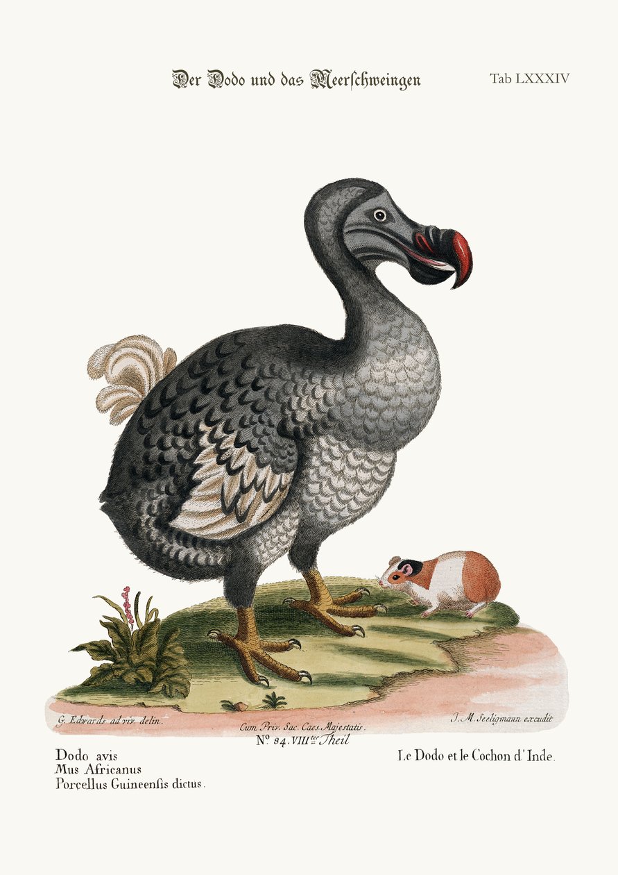 De dodo en de cavia, 1749-73 door George Edwards
