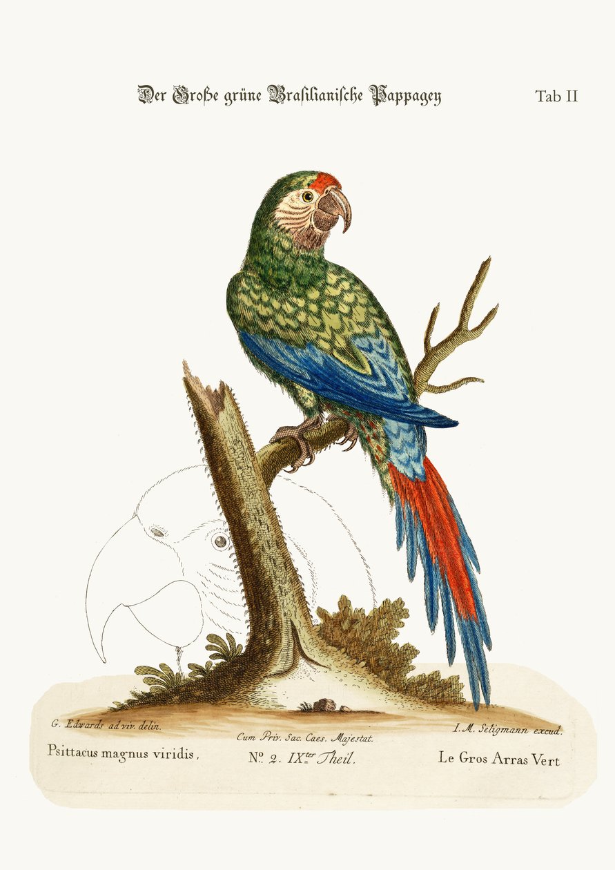 De Grote Groene Ara, 1749-73 door George Edwards