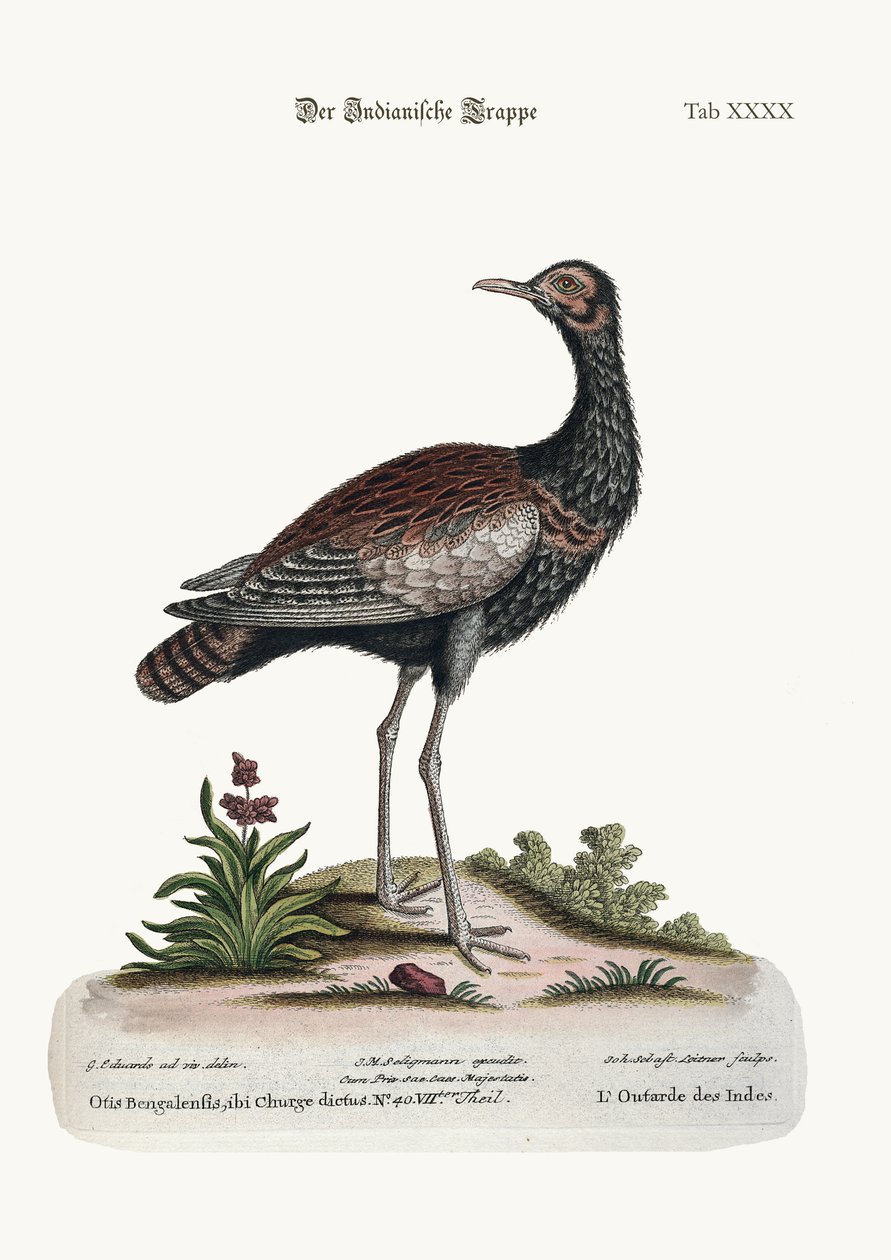 De Indiase Bustard, 1749-73 door George Edwards