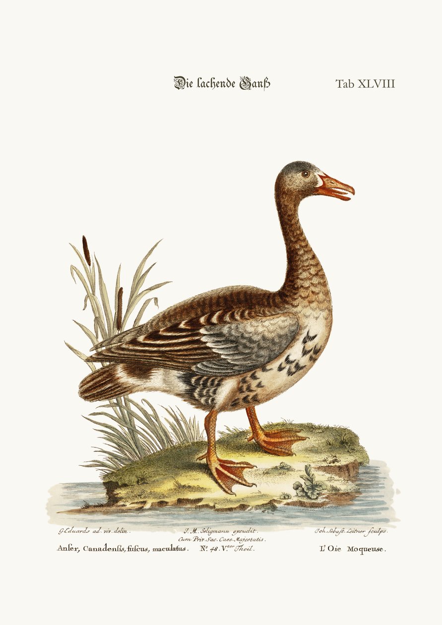 De lachende gans, 1749-73 door George Edwards