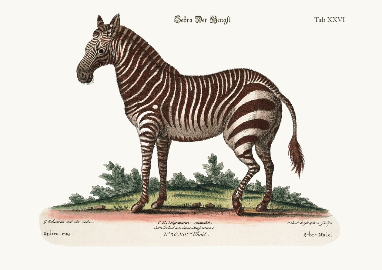 Het mannelijke zebra, 1749-73 door George Edwards