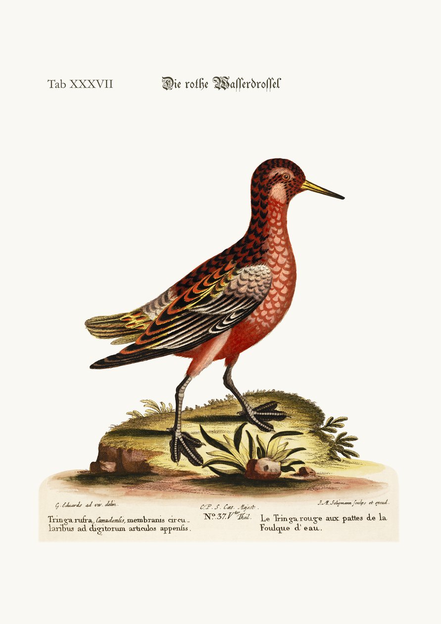De Rode Kootvoet Tringa, 1749-73 door George Edwards