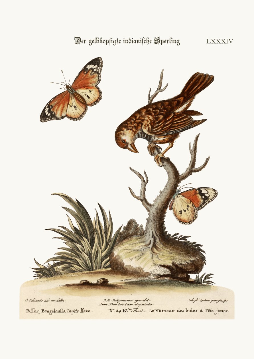 De Geelkop-Indische Mus, 1749-73 door George Edwards