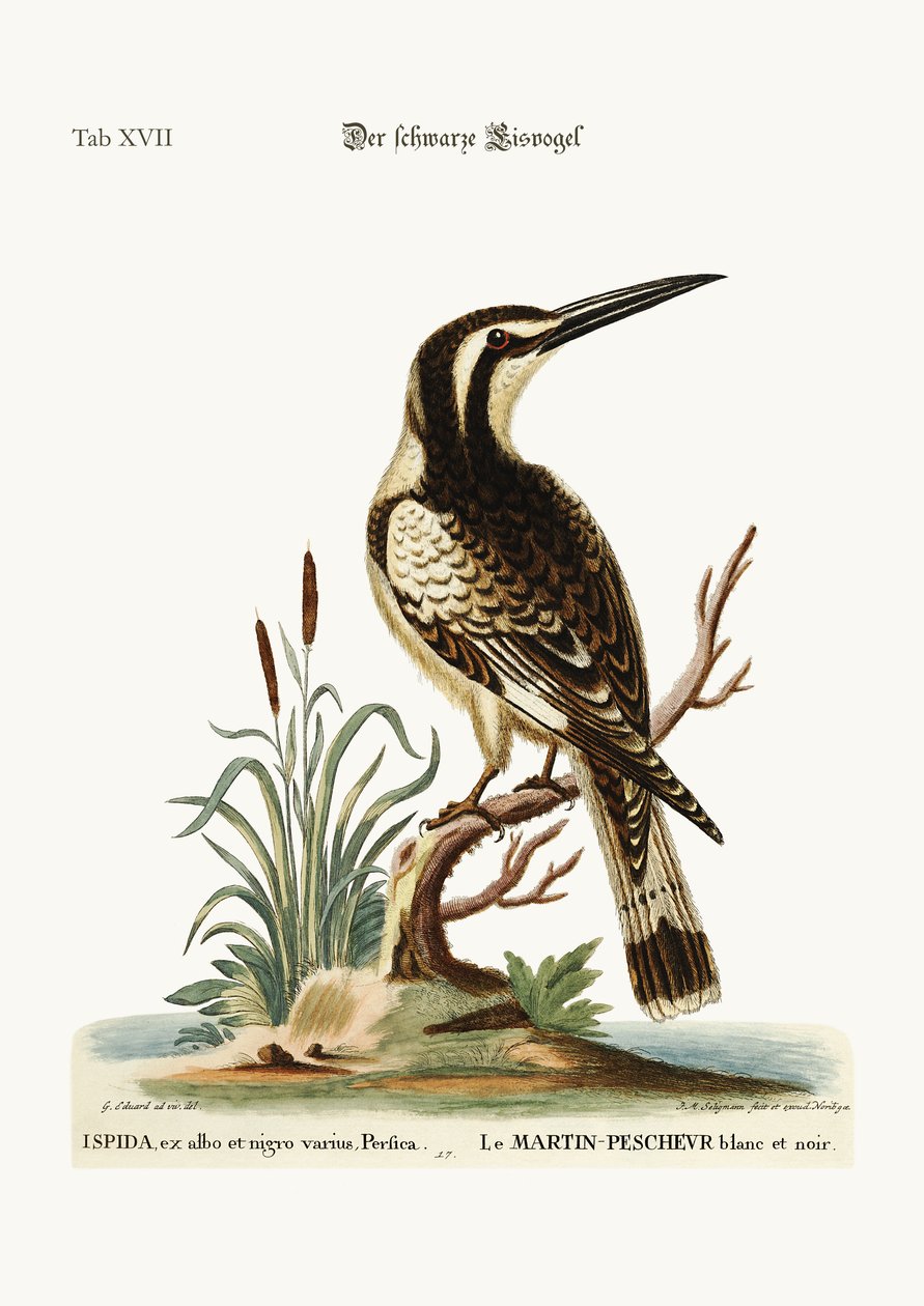 De zwart-witte ijsvogel, 1749-73 door George Edwards