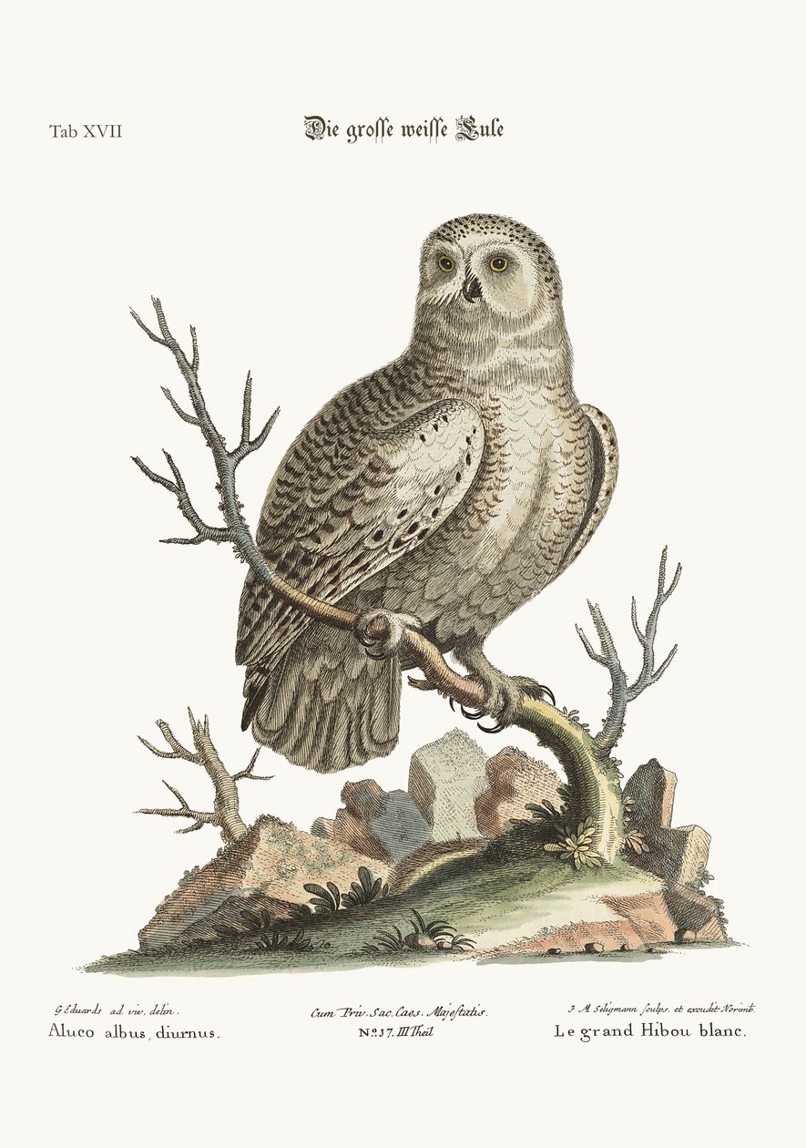 De grote witte uil door George Edwards