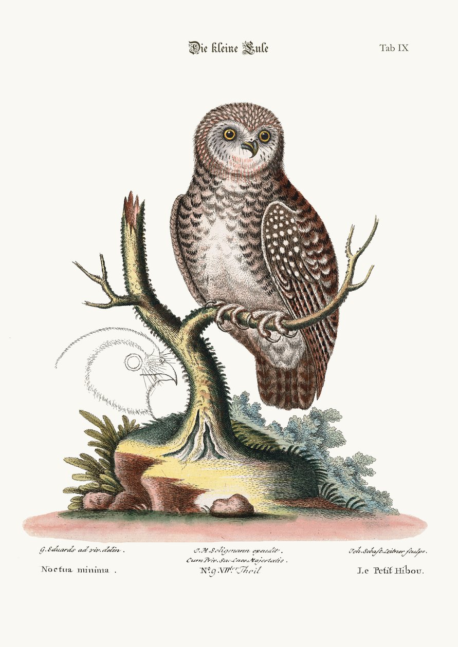 De kleine Uil, 1749-73 door George Edwards