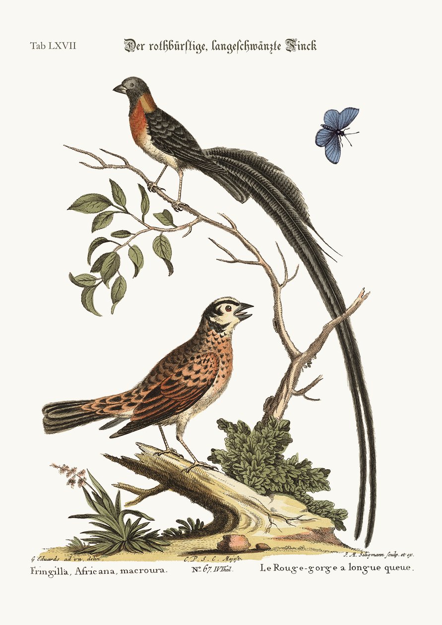 De roodborst langstaartvink, 1749-73 door George Edwards