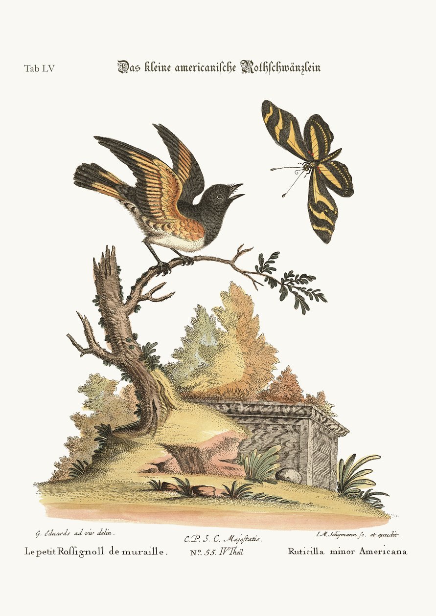 De kleine Amerikaanse Redstart door George Edwards