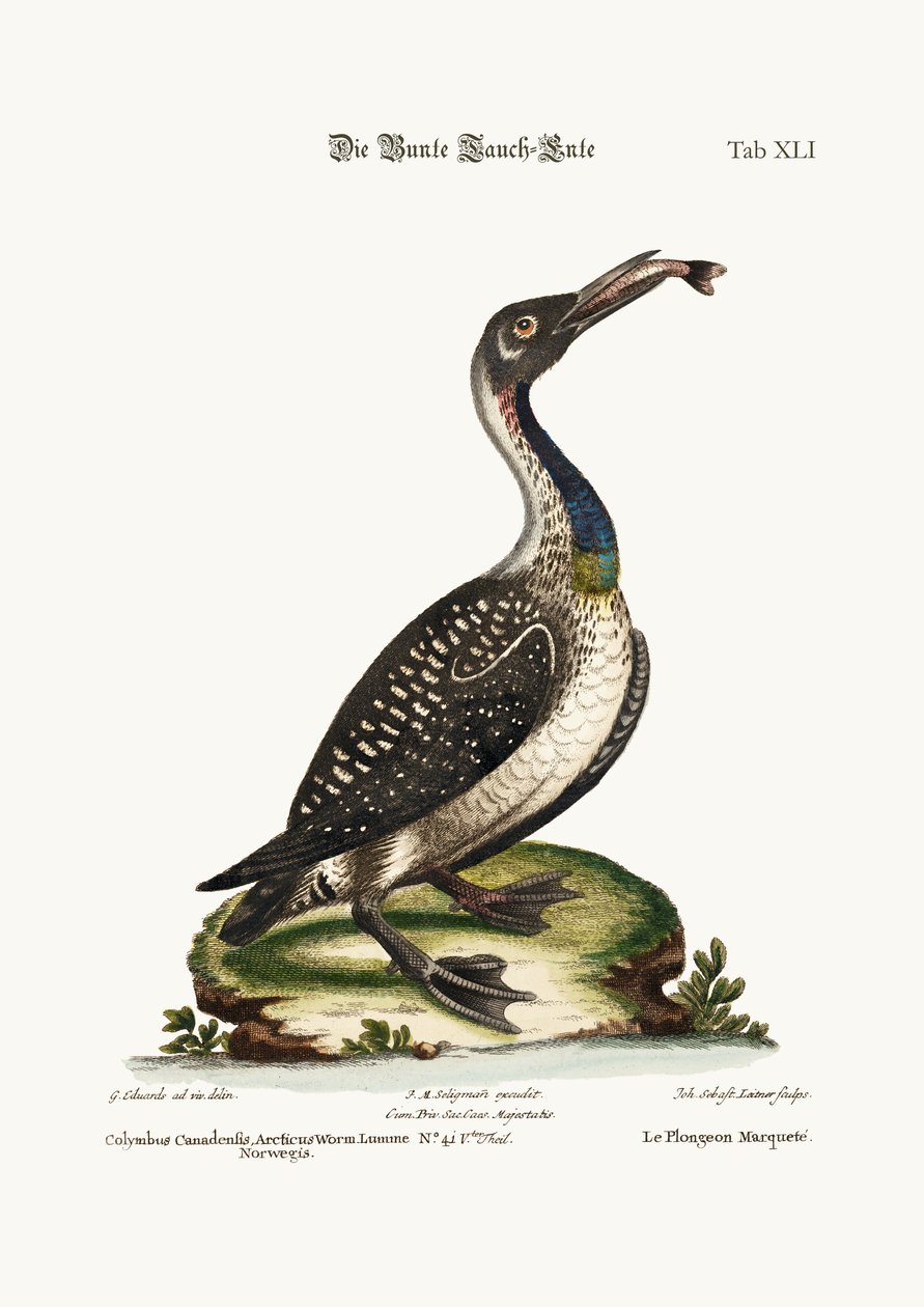 De gevlekte duiker of Loon, 1749-73 door George Edwards