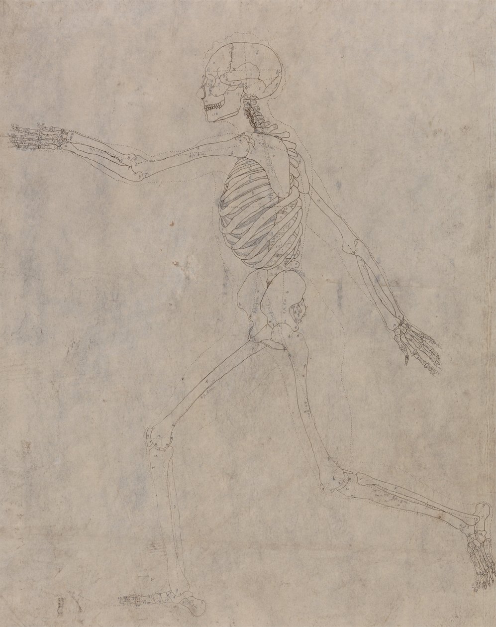 Een vergelijkende anatomische expositie van de structuur van het menselijk lichaam met dat van een tijger en een co... door George Stubbs