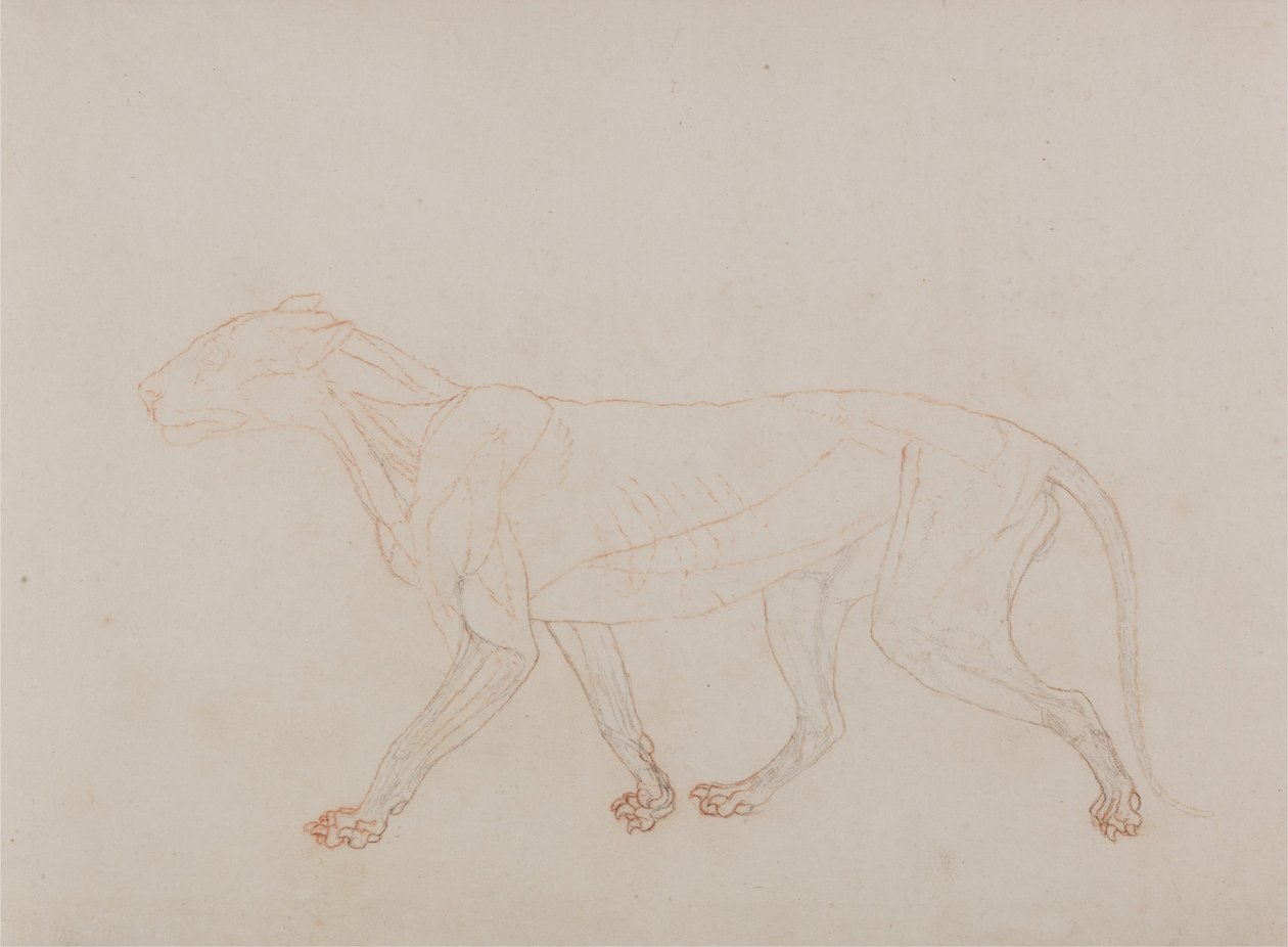 Vergelijkende anatomische expositie van de structuur van het menselijk lichaam met die van een tijger en een koe door George Stubbs