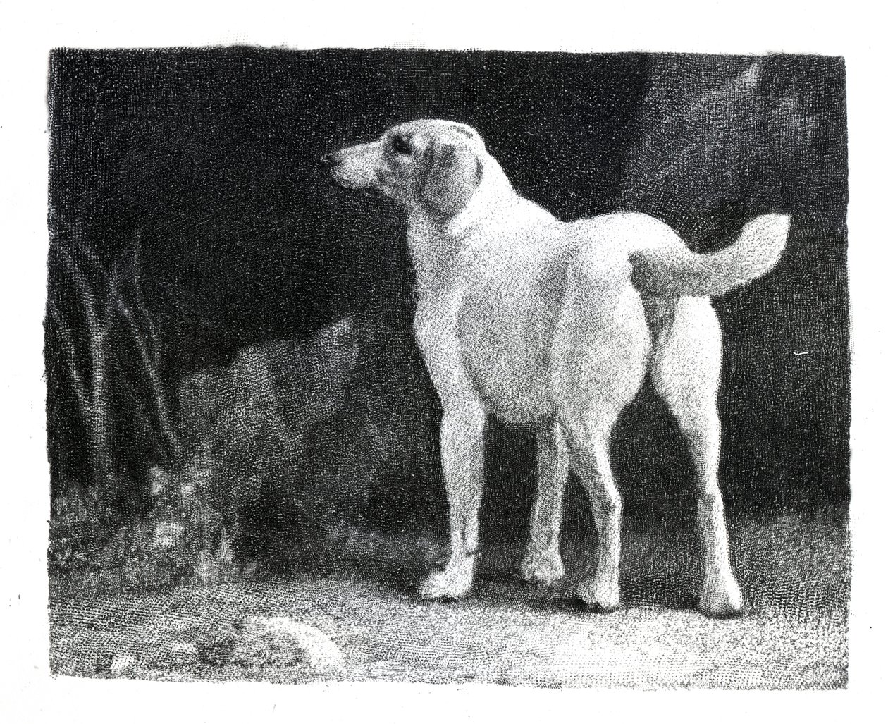 Hond, 1788 door George Stubbs