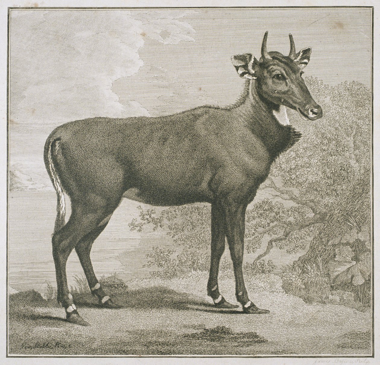 Afbeelding van de Nyl-ghan, gegraveerd door James Basire (1730-1802) door George Stubbs