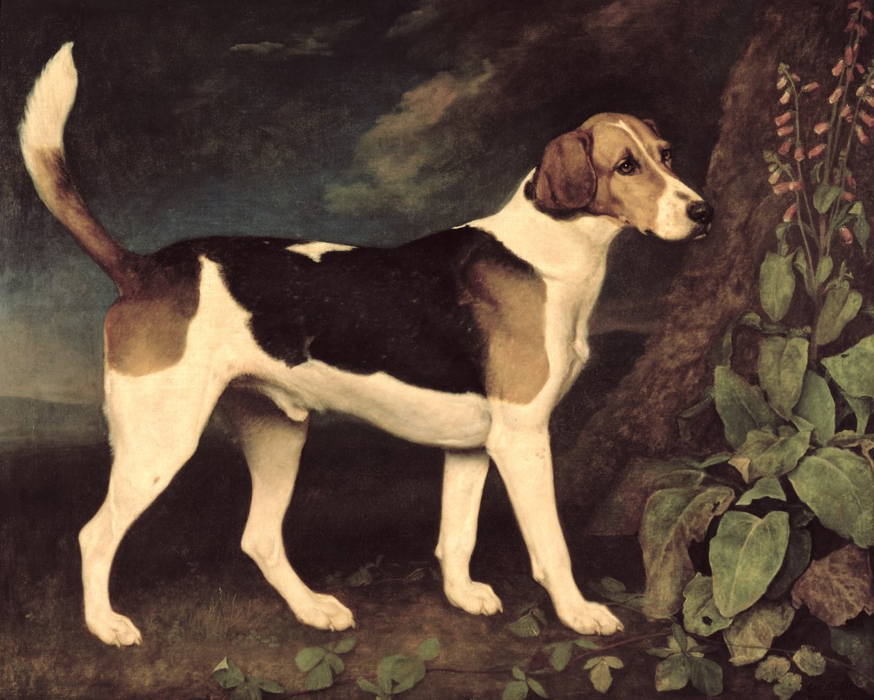 Ringwood, een Brocklesby Foxhound, 1792 door George Stubbs