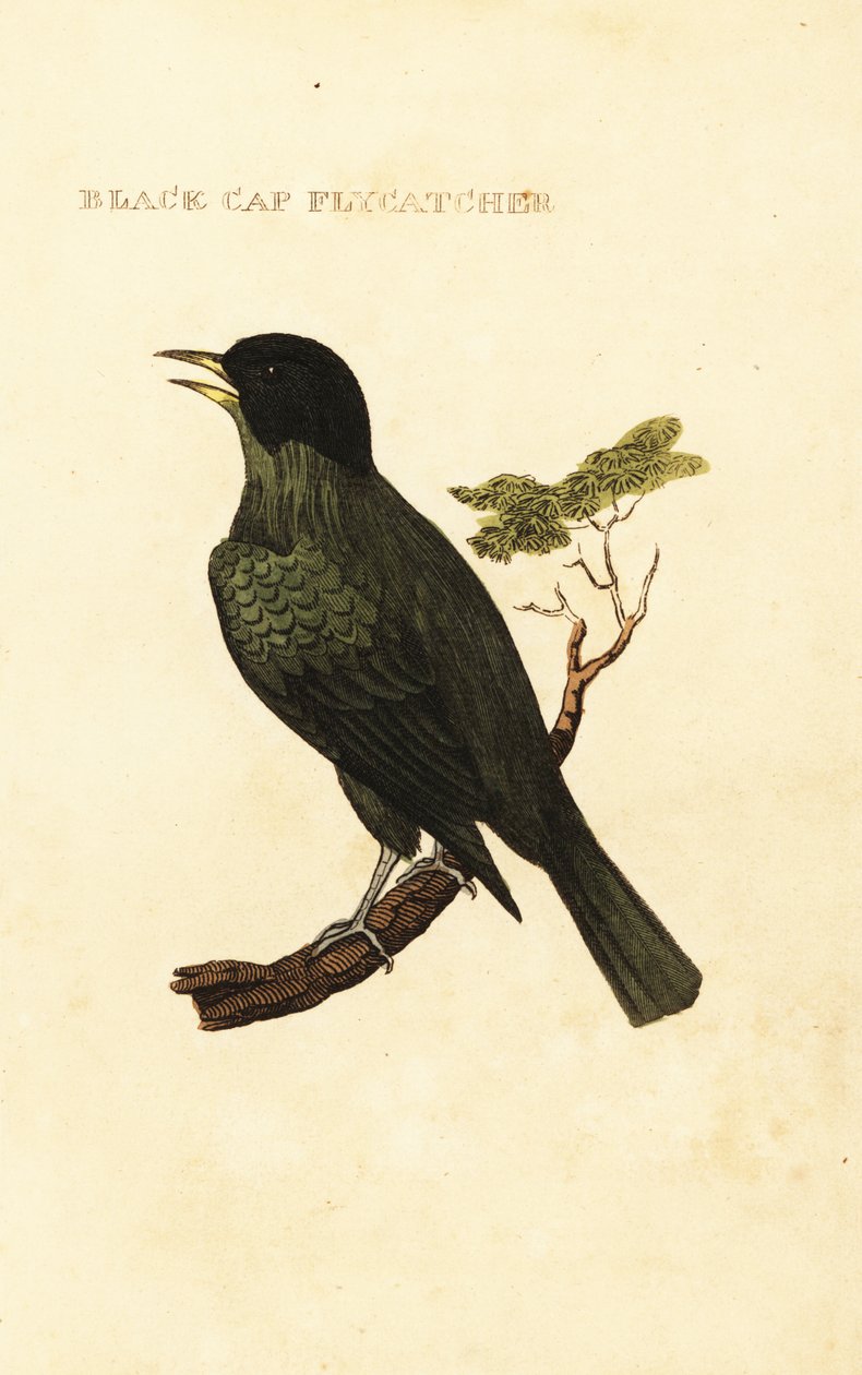 Zwartkopbuulbuul, Pycnonotus melanicterus door George (after) Edwards